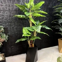 زمین دشتروم دم کره