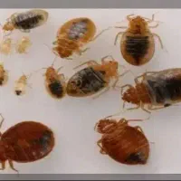 سمپاشی سم‌پاشی ساس سوسک موریانه موش کک کنه باغ