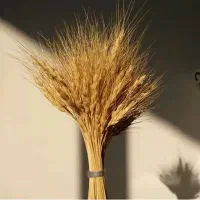 خوشه گندم