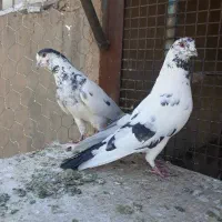 کبوتر