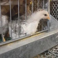تعدادی جوجه یک ماهه تخم گذار بومی زنوز واکسن خورده
