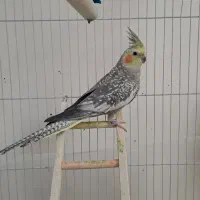 عروس هلندی