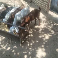 بزغاله
