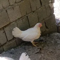 مرغ تخمگذار در حال تخمگذاری جوان