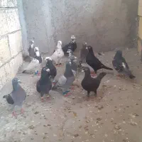 کبوتر