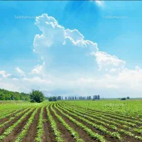 فروش زمین کشاورزی خورموج