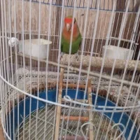 فروش طوطی کتوله