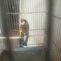سهره نر جوجه قفس درشت