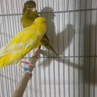نر و ماده سوپر عاالی