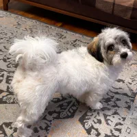 واگذاری شیتزو تریر ماده ۱۲ ماهه عقیم شده