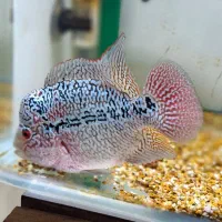 کینگ کامفا سیلور گرید aaa