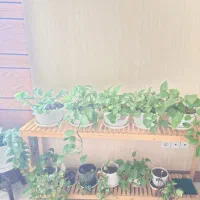 گلدان های پتوس