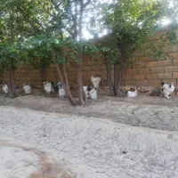 مرغ و خروس برهما