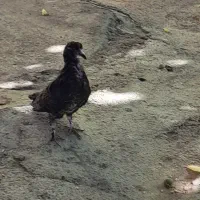 کفتر|پرنده|شاهین دژ, |دیوار