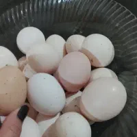 تخم مرغ محلی20عدد