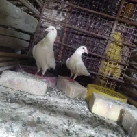کبوتر
