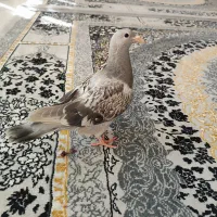 کبوتر|پرنده|اصفهان, حصه جنوبی|دیوار