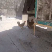 مرغ تخمگذار