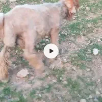 فروش نرمیش