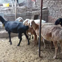 میش چینی