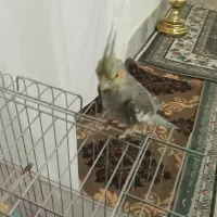 عروس هلندی سخنگو