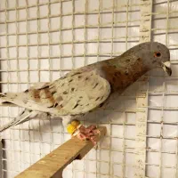 سار قزوینی