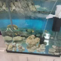 یک عدد آکواریوم
