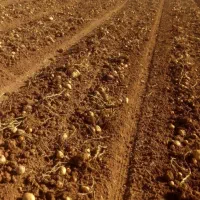 اجاره زمین کشاورزی ممتاز با دسترسی عالی به اب  خاک