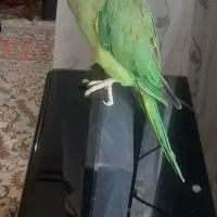 طوطی ملنگو