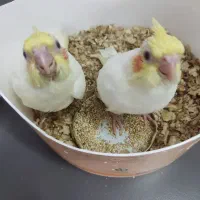 جفت عروس با تخم