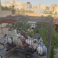 کفتر گرفتنی برج