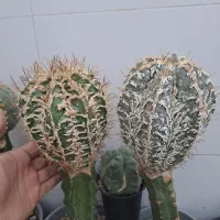 کاکتوس اورناتوم چروک هانیا