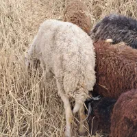 بره|حیوانات مزرعه|چمران, |دیوار