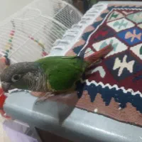طوطی گرینچیک