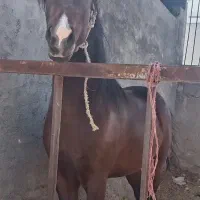 اسب جوان دوساله