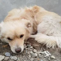 سک پامر واکسن زده