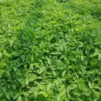 شیتیل گوجه فرنگی