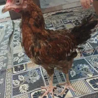 جوجه محلی