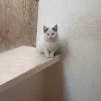 سرپرستی بچه گربه