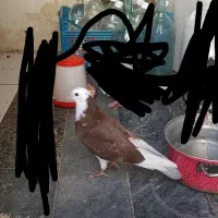 کفتر رفتنی بالا