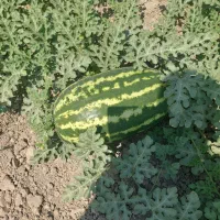 هندونه‌بیضی‌پرو‌‌درجه‌یک