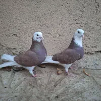 شازد