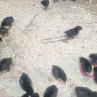 جوجه آمروک