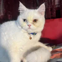 بریتیش 7 ماهه نر چشم دو رنگ