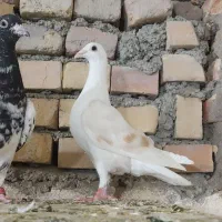 دبال