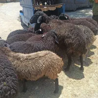 همه  رقمه وزنه زنده بارکد دارن