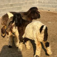 فروش بره ماده