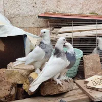 3 کفتر طوقی پاپر کاکلی الماسی و جفت مولد