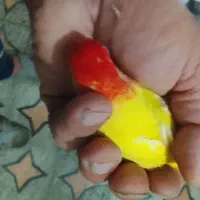 طوطی فروش