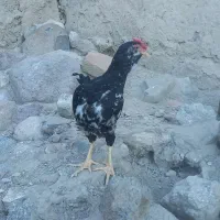 دوعدد خروس گلین مشکی وسفید